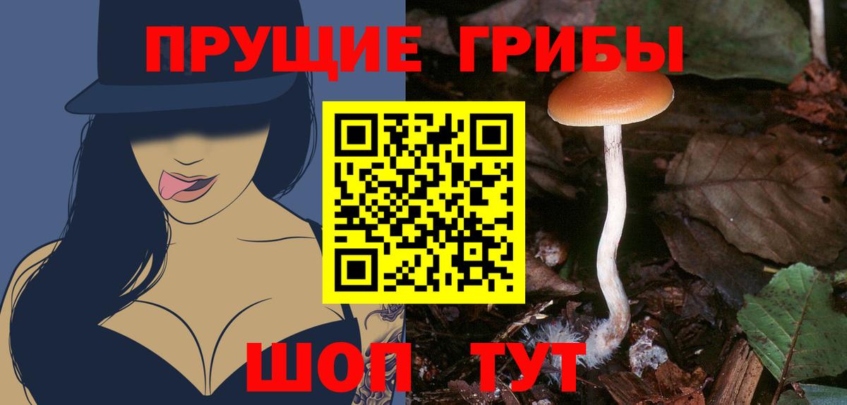 Псилоцибиновые грибы Cubensis Кандалакша